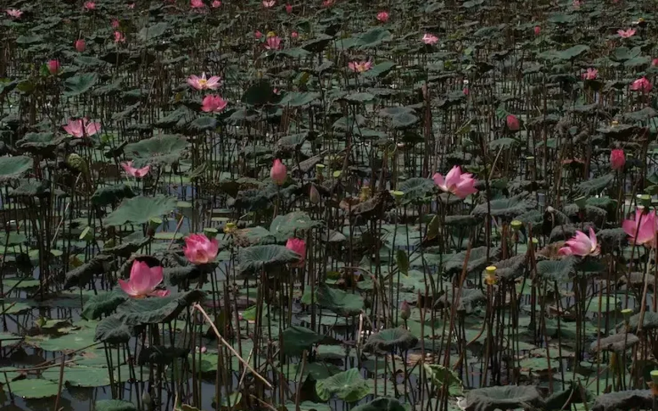 imgi_11_pink-flowers-nest-with-nenufares_1260-26