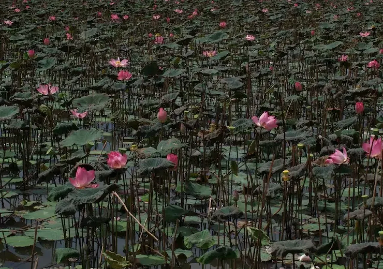 imgi_11_pink-flowers-nest-with-nenufares_1260-26