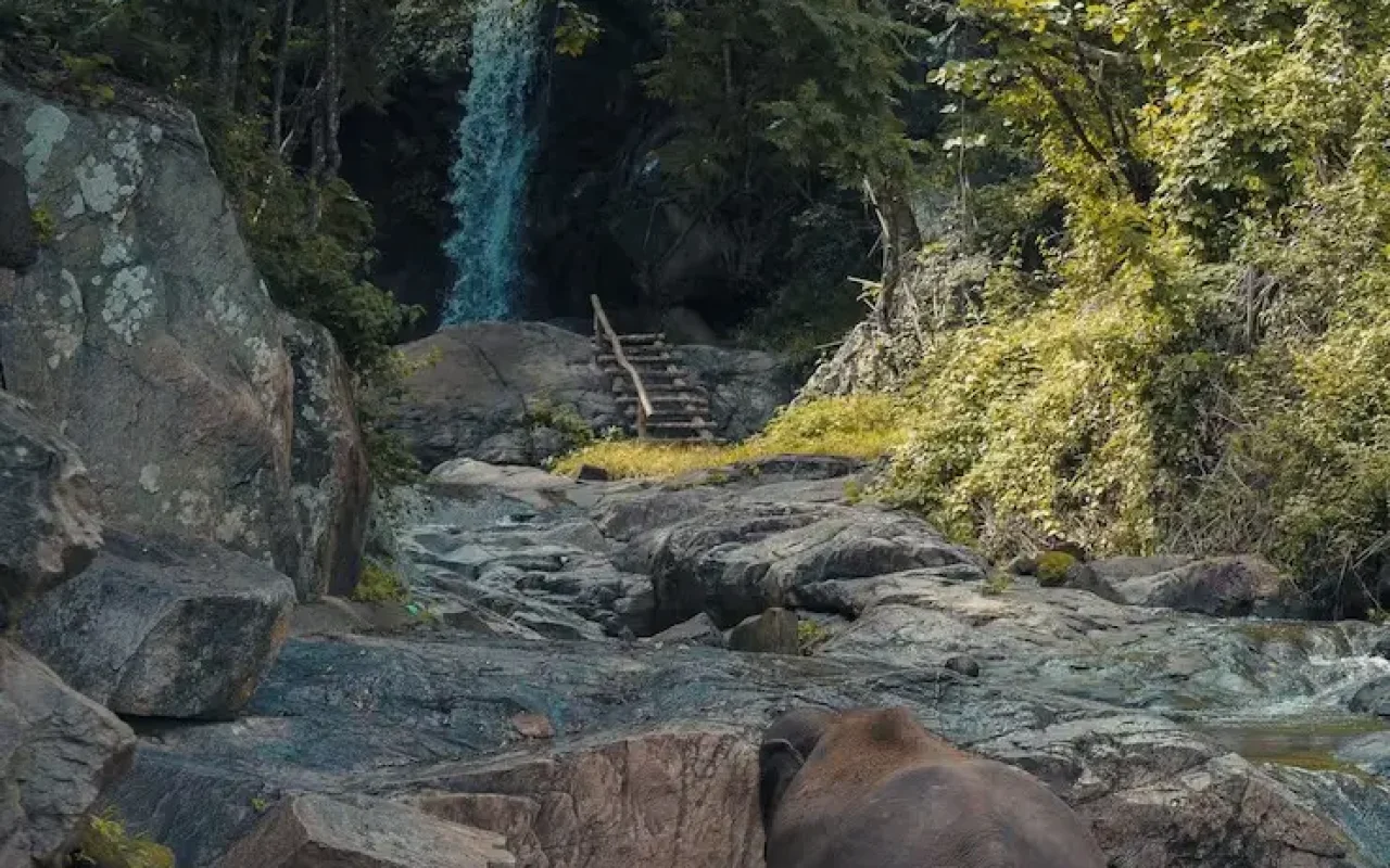 imgi_2_vertical-shot-baby-elephant-walking-pond-with-green-trees-distance_181624-17163