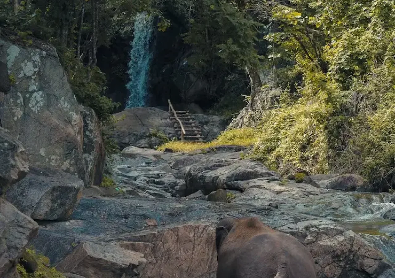 imgi_2_vertical-shot-baby-elephant-walking-pond-with-green-trees-distance_181624-17163